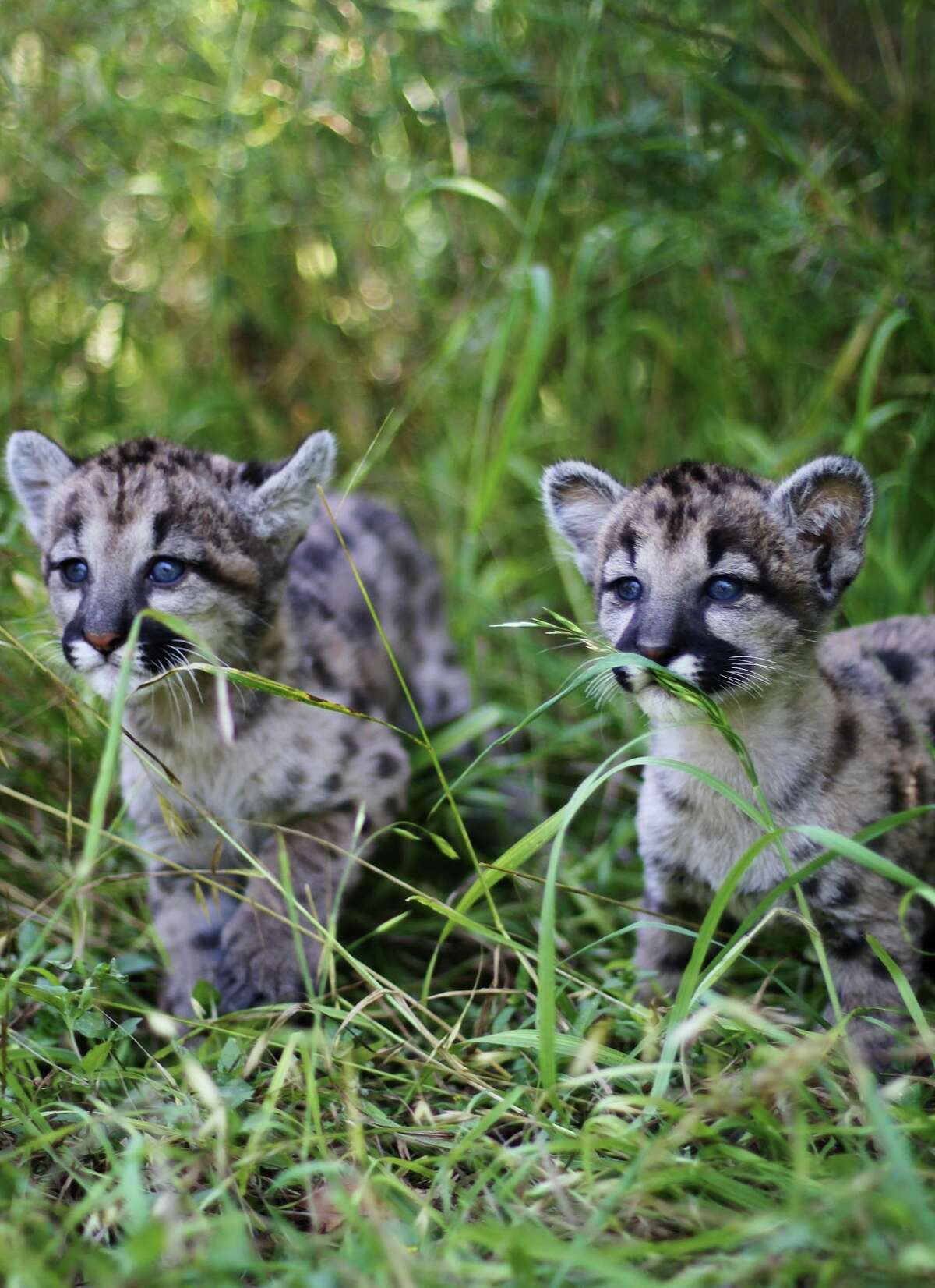 Video: Animal World & Snake Farm Zoo reveals two new baby mountain lions