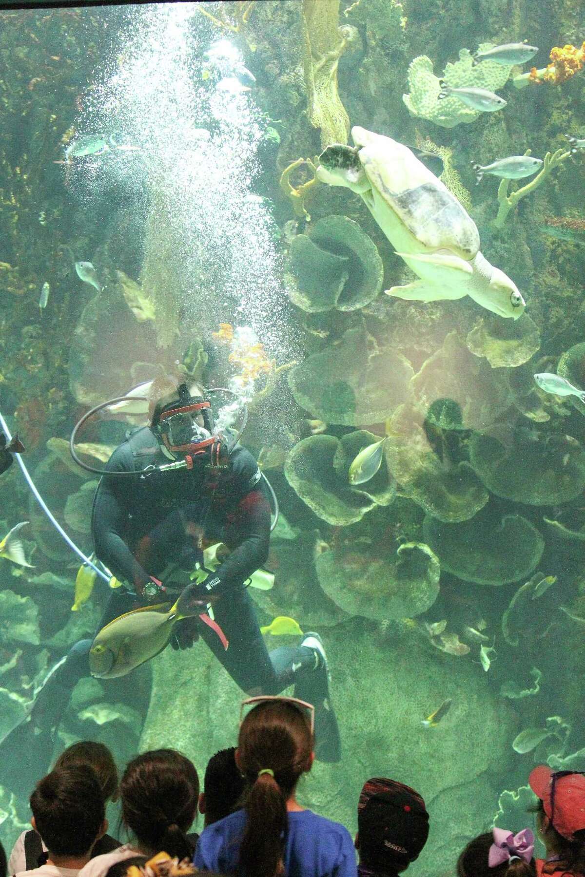 Moody Gardens unveils $37 million aquarium renovations