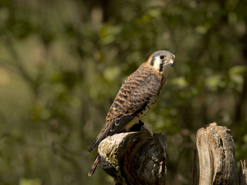 Photographers Focus On Birds Of Prey