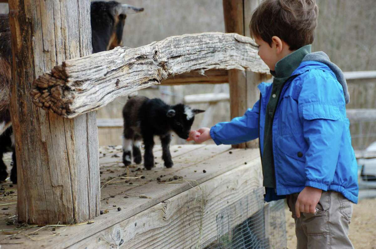 The baby animals of the Heckscher Farm, including the newly born goats, will be among the attractions at the annual Spring on the Farm festival May 20 and 21 at the Stamford Museum & Nature Center.
