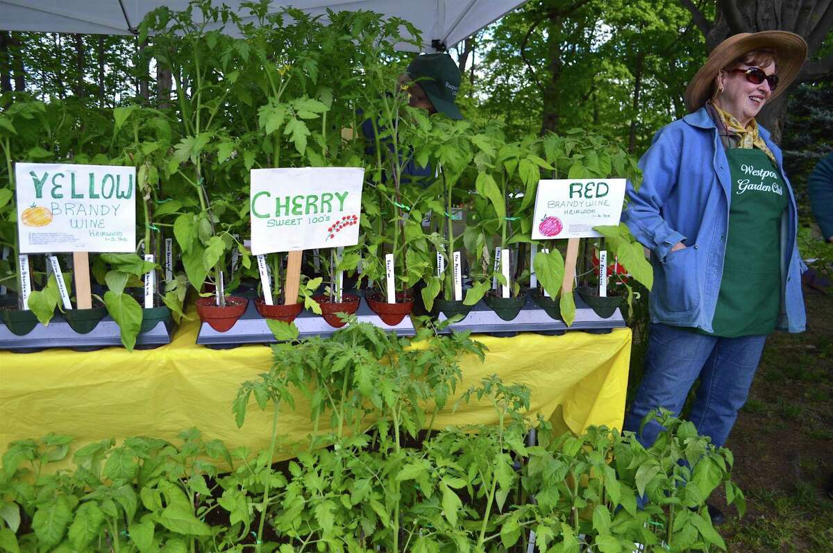 Lydia Menendez of Fairfield and some of the tomato plants for sale at the Westport Garden Club's annual sale May 12 at Saugatuck Congregational Church in Westport.