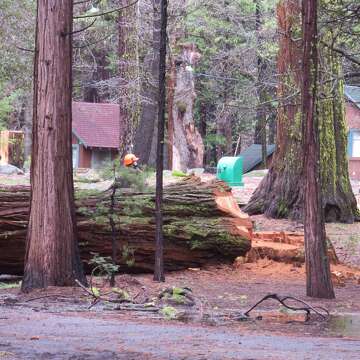 Over 1 000 Trees Chopped Down At Camp Mather Bark Beetles To