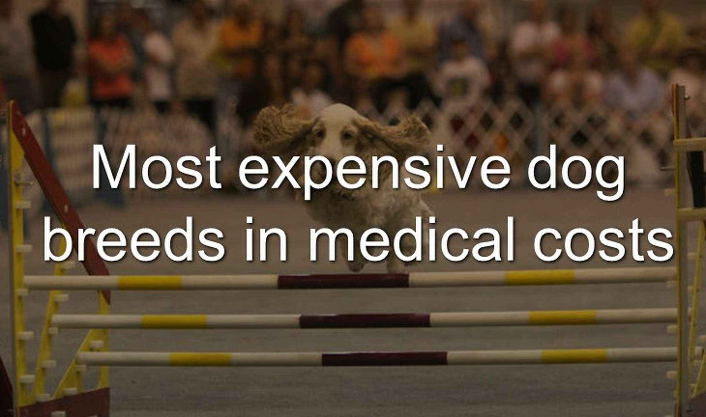 Dogs and Ibuprofen a dangerous mix, as heartbreaking social media post