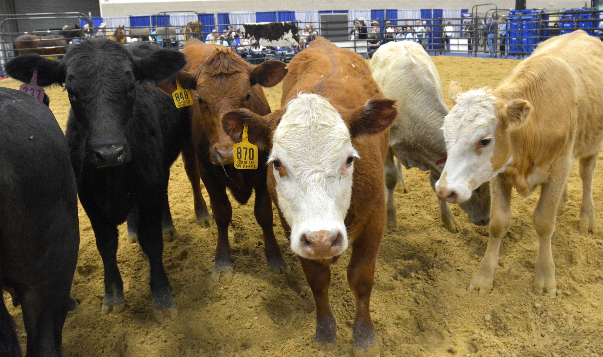 Texas A&M Beef Cattle Short Course set for Aug. 79