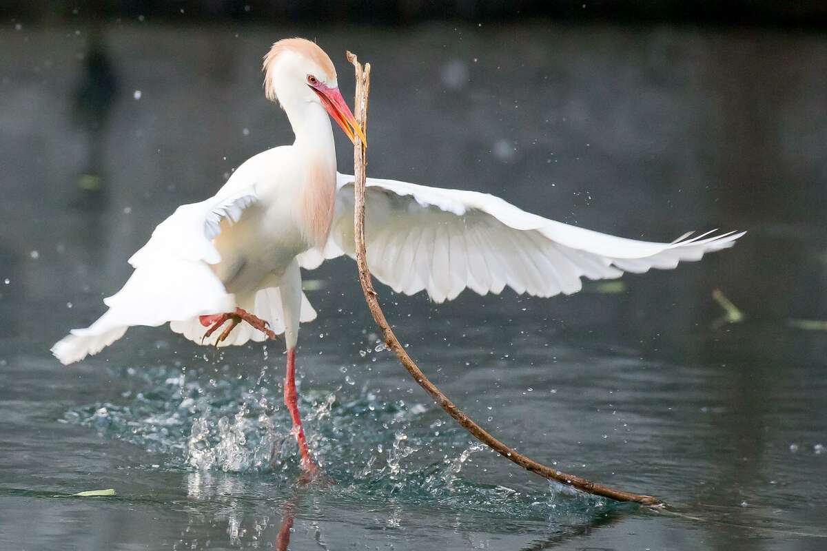 A cattle egret tries to pick up a branch in the San Antonio River to use in its nest at the egret and heron rookery in Brackenridge Park in 2017. Cattle egrets at Elmendorf Lake have been deemed a hazard to aircraft at nearby runways but a plan to drive them off is on hold now that eggs have been discovered there. Federal law protects the migratory wildfowl during roosting season. MARVIN PFEIFFER/ mpfeiffer@express-news.net