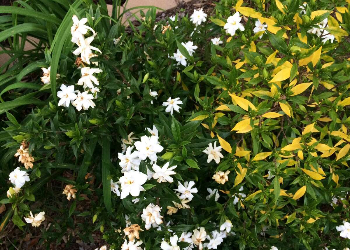 The damage to these dwarf gardenias could be from nematodes or the freeze this winter.