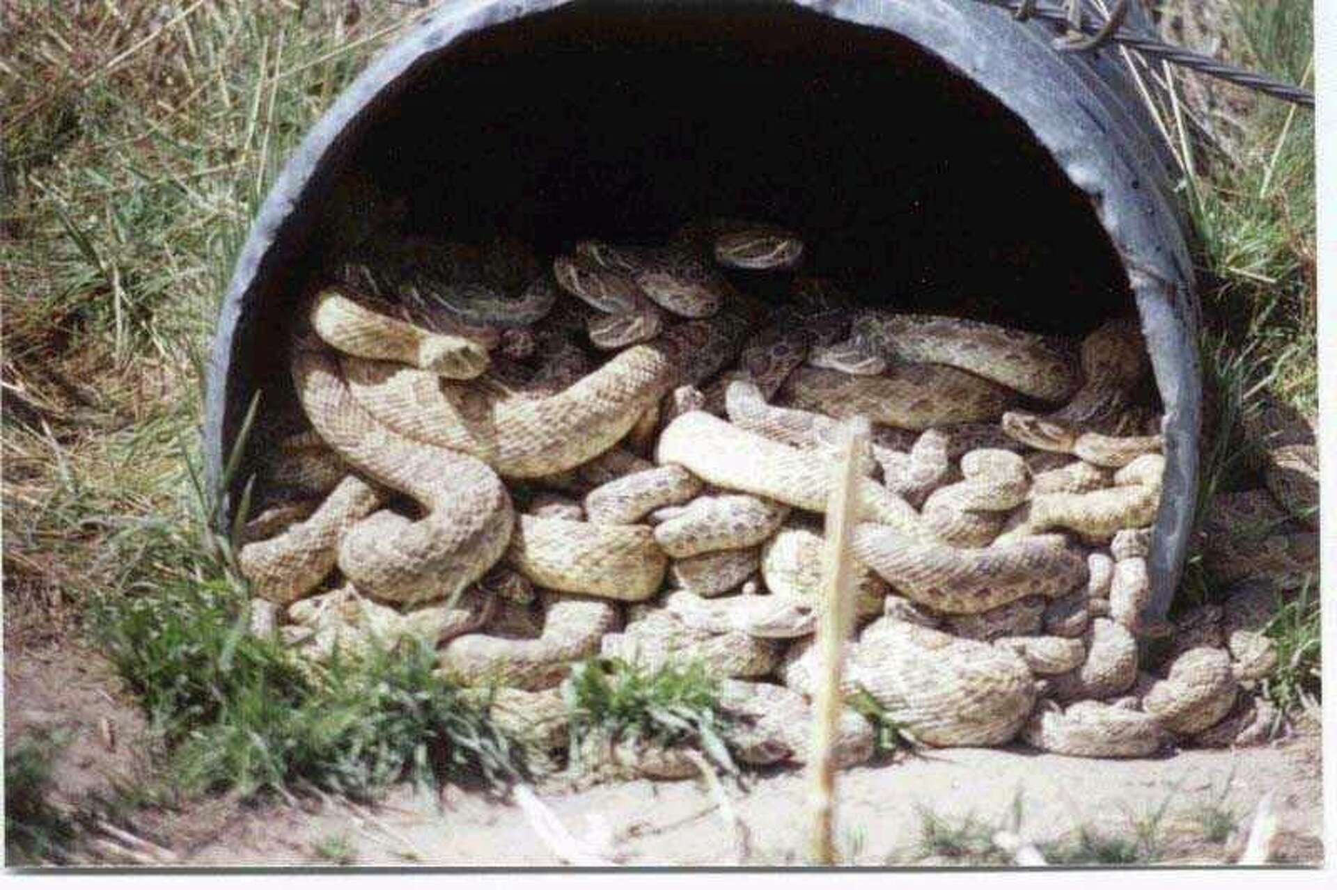 Nightmareinducing Texas rattlesnake photo sending shivers across Facebook
