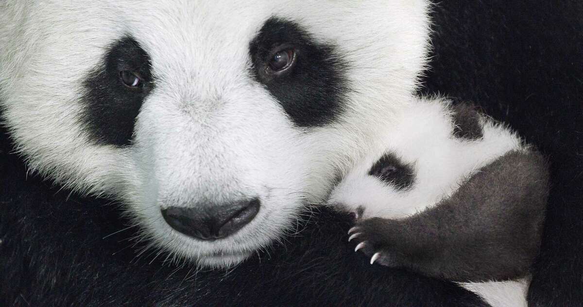 The panda family from Disneynature's film, "Born in China." (PRNewsFoto/The Walt Disney Company)