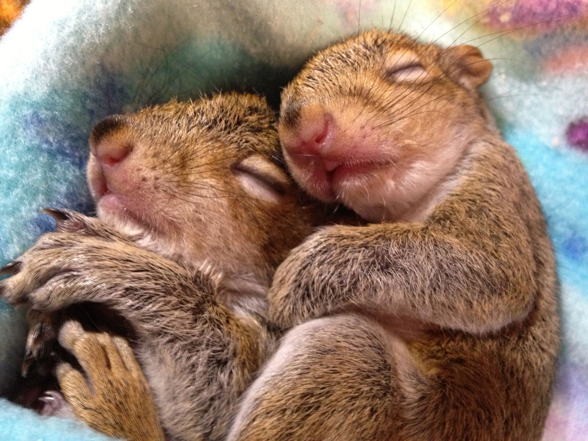 You find a baby squirrel, now what?