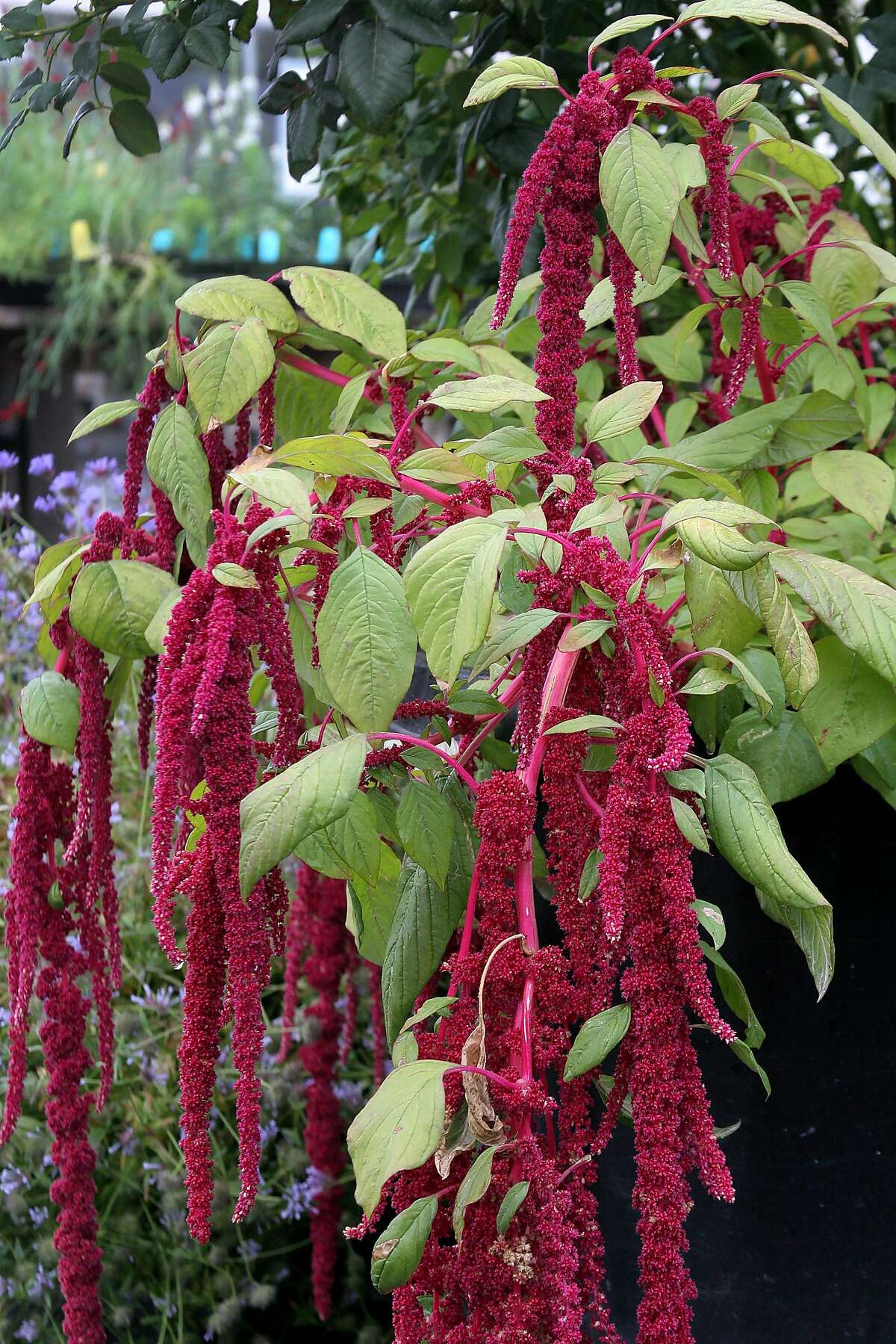 Amaranthus Dripping in color and drama