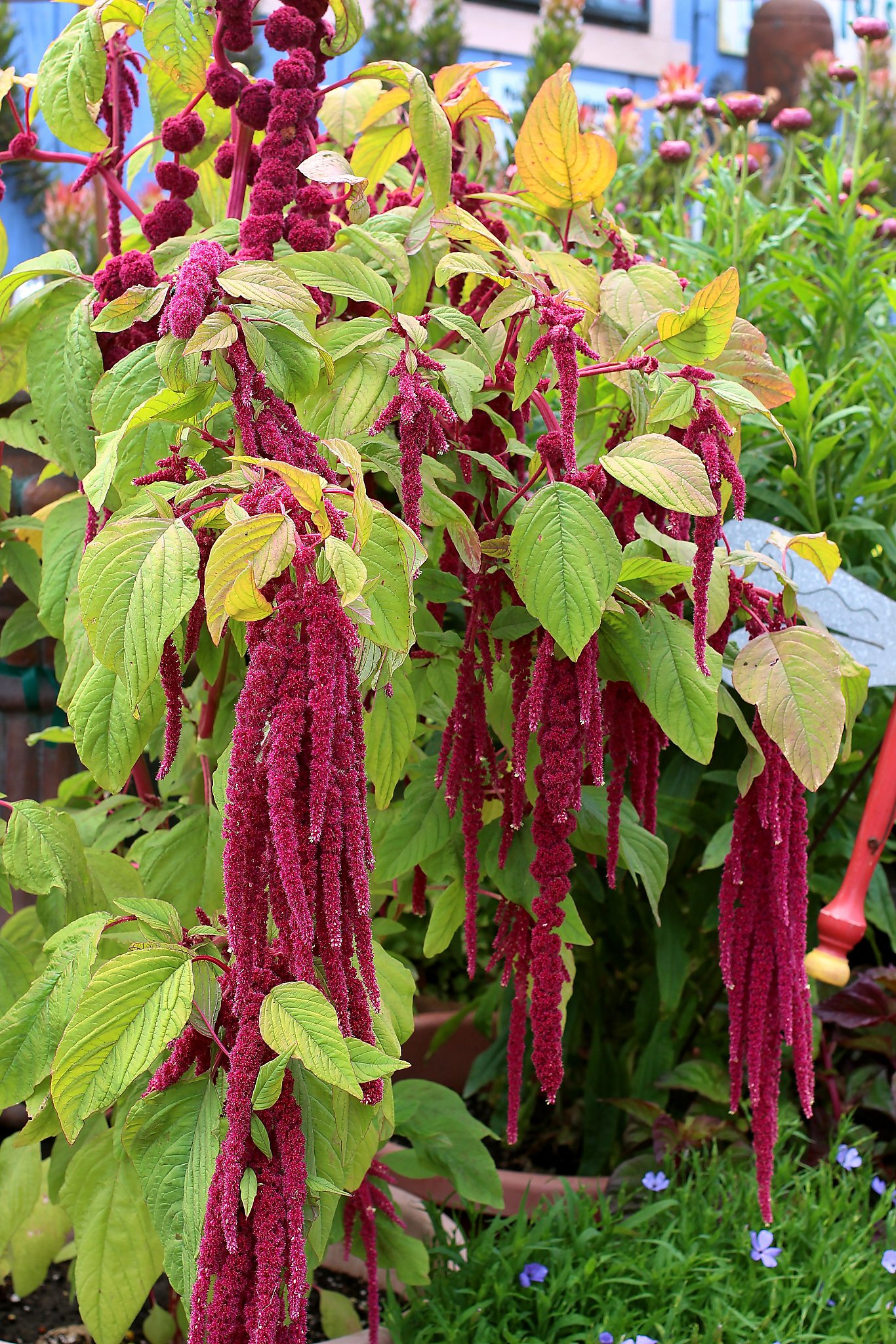 Amaranthus: Dripping in color and drama