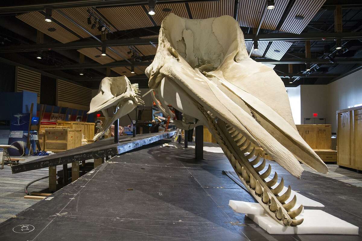 Skeletons of a female sperm whale (left) and a juvenile male sperm whale are highights of “Whales: Giants of the Deep," which opens on Saturday at the Witte Museum.