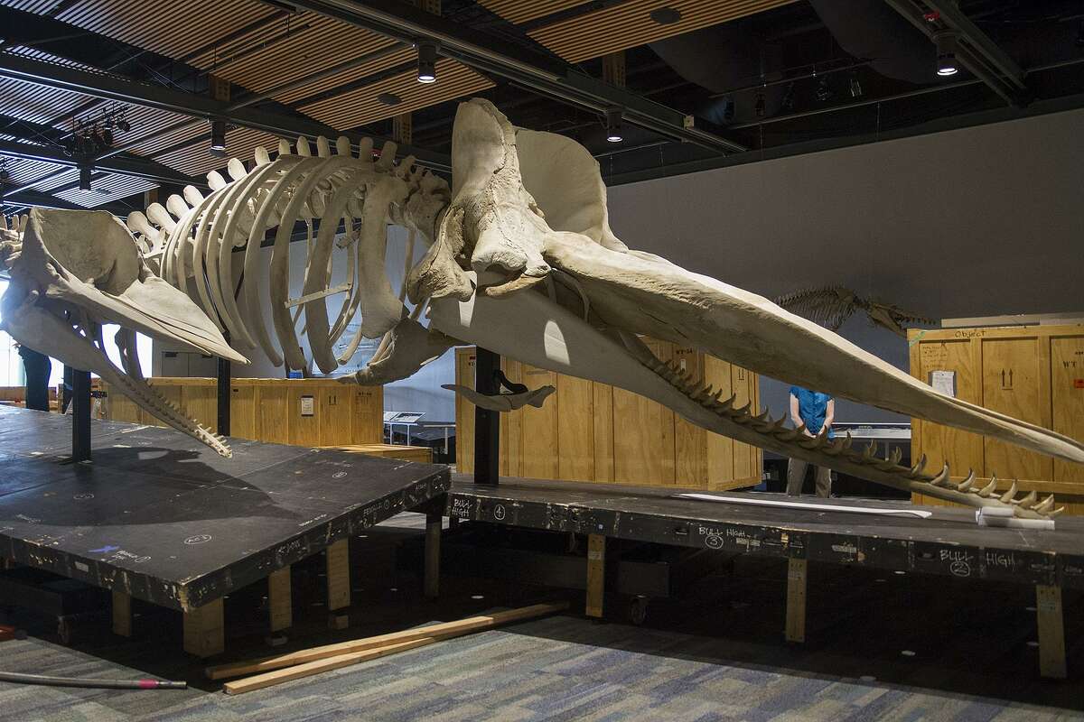 A female sperm whale (left) and a juvenile male sperm whale (right) are on display in "Whales: Giants of the Deep," an exhibit at the Witte Museum.