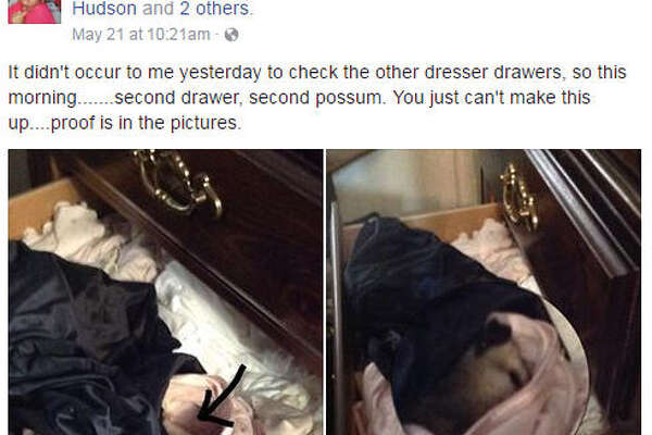 Alabama Woman Keeps Finding Possums In Her Panty Drawer