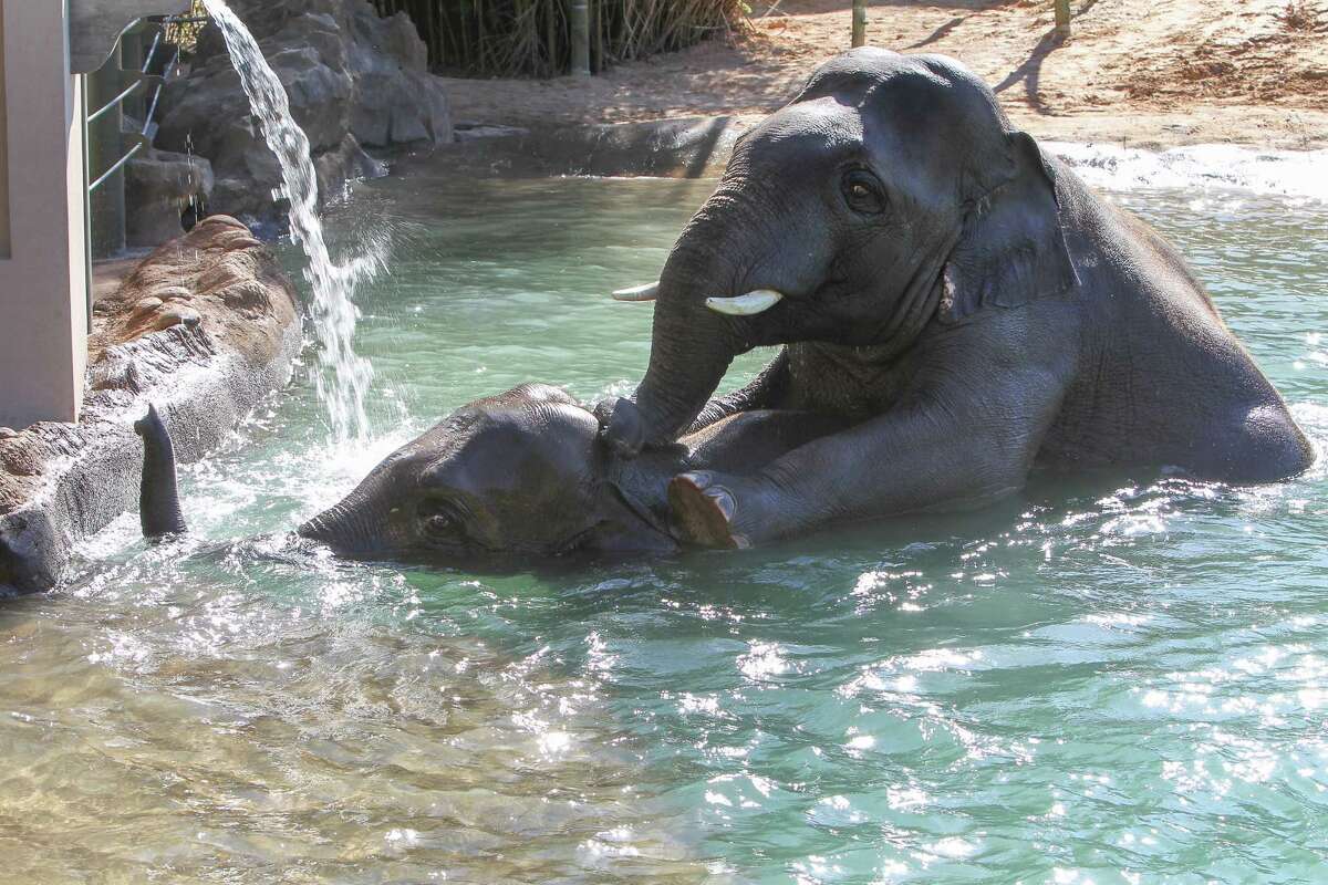 Houston Zoo shows off elephants' habitat expansion