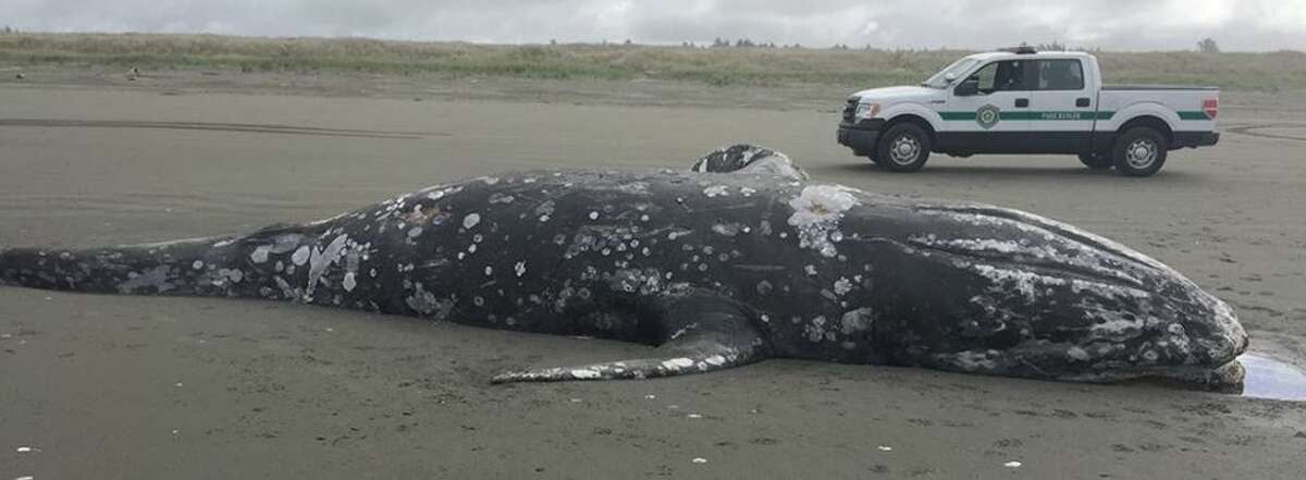 The carcass of a juvenile gray whale that washed up on shore south of Twin Harbors State Park will be allowed to decompose naturally.