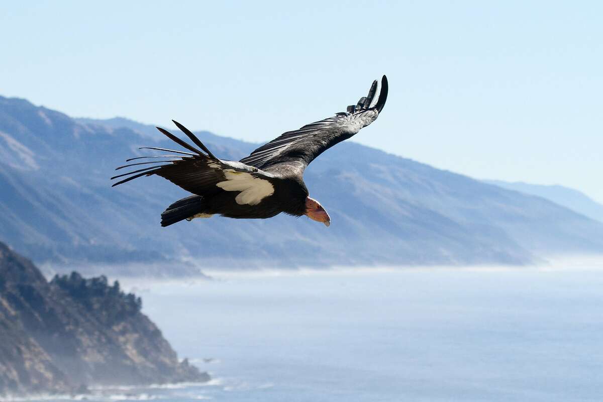 Condor #204 (Amigo) soars over the coastline of Big Sur