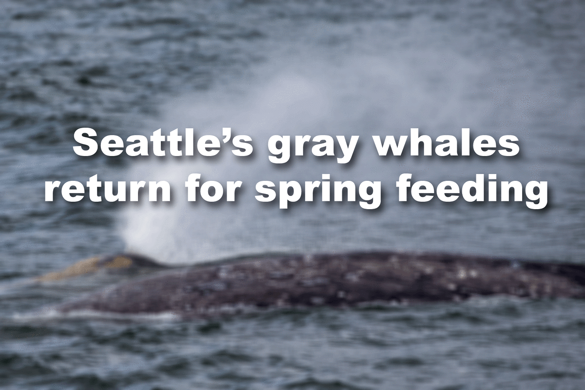 Gray whales return to the Puget Sound to feed along their 10,000-mile journey from Mexico to Alaska. The dozen or so gray whales familiar with the area come back every year to feed on the sound's ghost shrimp.