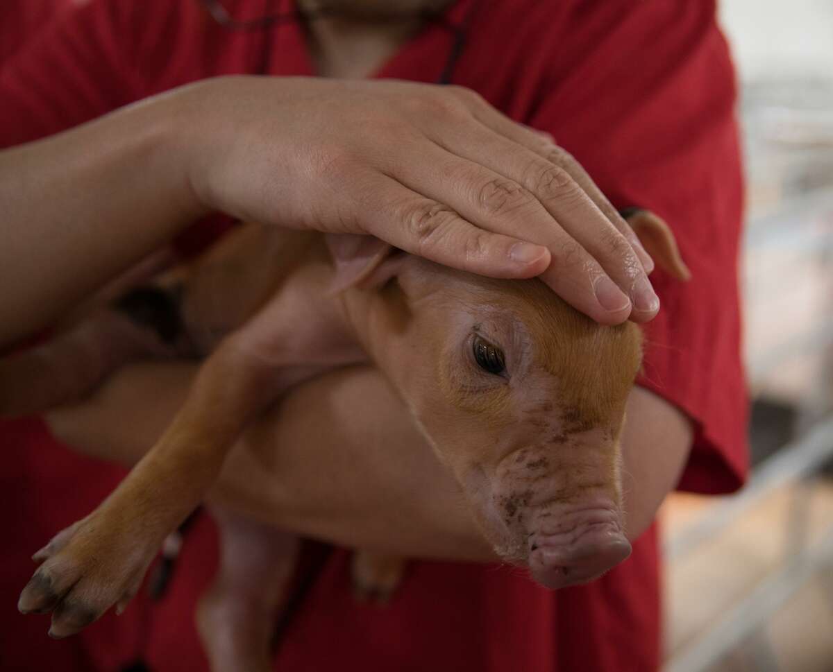 A newly born piglet at Iowa Select Farms’ pig farm in Humeston, Iowa.