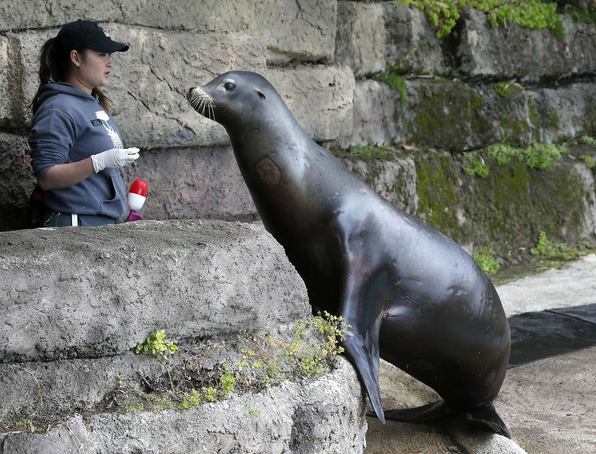SF Zoo's blind sea lions look on the bright side