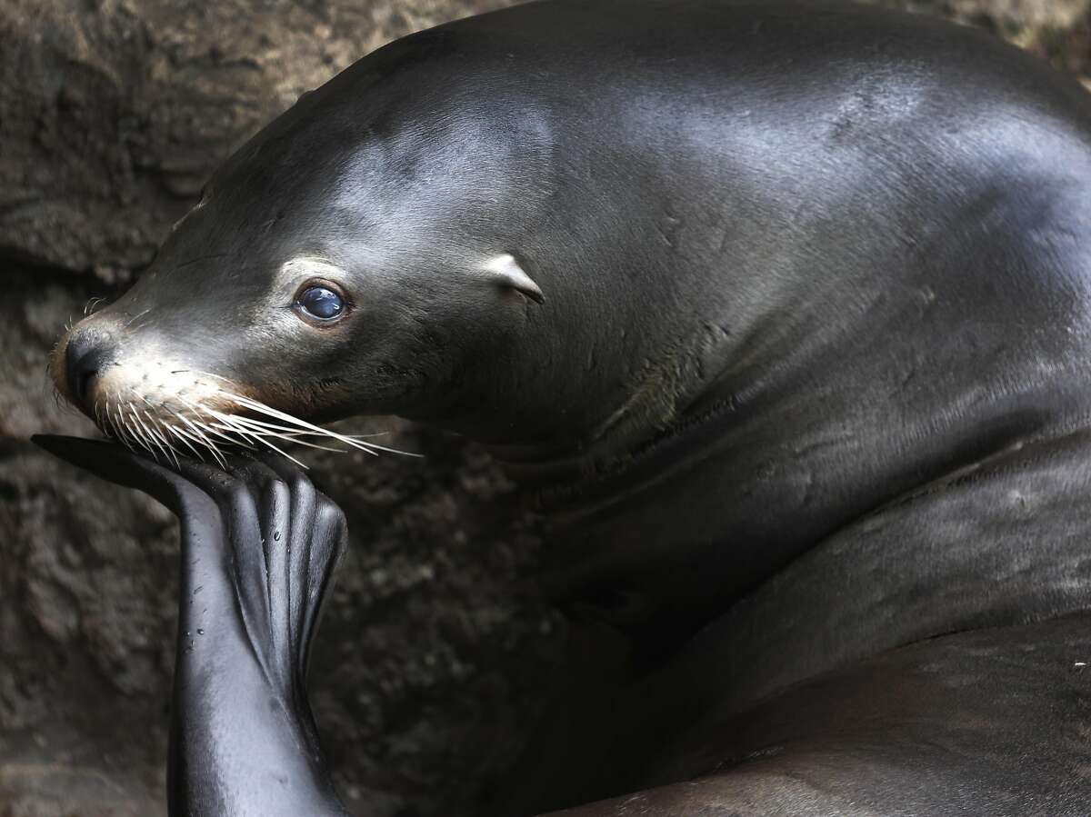 California Sea Lion - San Francisco Zoo & Gardens