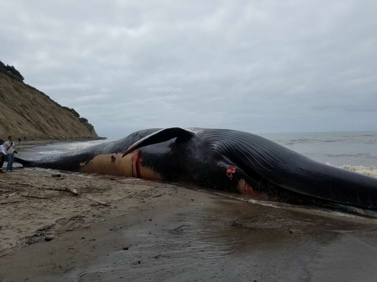 Scientists from The Marine Mammal Center and California Academy of Sciences plan to perform a full necropsy tomorrow (Saturday) on a 79-foot female blue whale carcass that washed ashore Friday, May 26, 2017, at Agate Beach in Bolinas. “The opportunity to perform a necropsy on a carcass in this good of condition will help contribute to our baseline data on the species,” says Barbie Halaska, research assistant at The Marine Mammal Center.