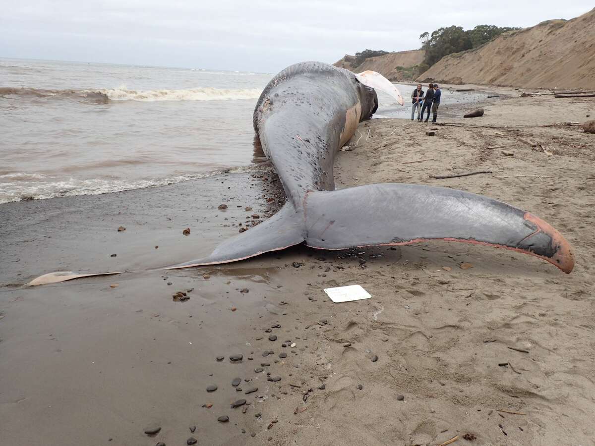 A 79-foot female blue whale carcass tumbles in the surf at Agate Beach in Bolinas. A team of three scientists from The Marine Mammal Center and California Academy of Sciences responded to the carcass Friday, May 26, 2017, to take initial measurements and tissue samples. The Center has previously responded to 8 blue whales in its 42-year history including a 65-foot blue whale at Westmoor Beach in Daly City in October 2016.