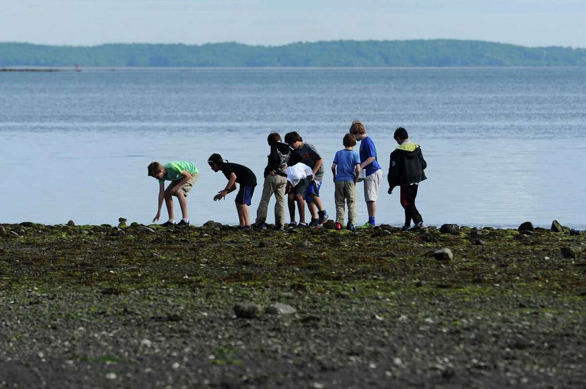 SoundWaters campers chase crabs during low tide at Cove Island in Stamford last week.