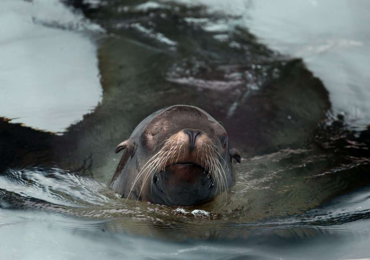 Henry the sea lion swims in the pool Thurs day at the San Francisco Zoo. Zookeepers believe he can detect light in his left eye after surgery.