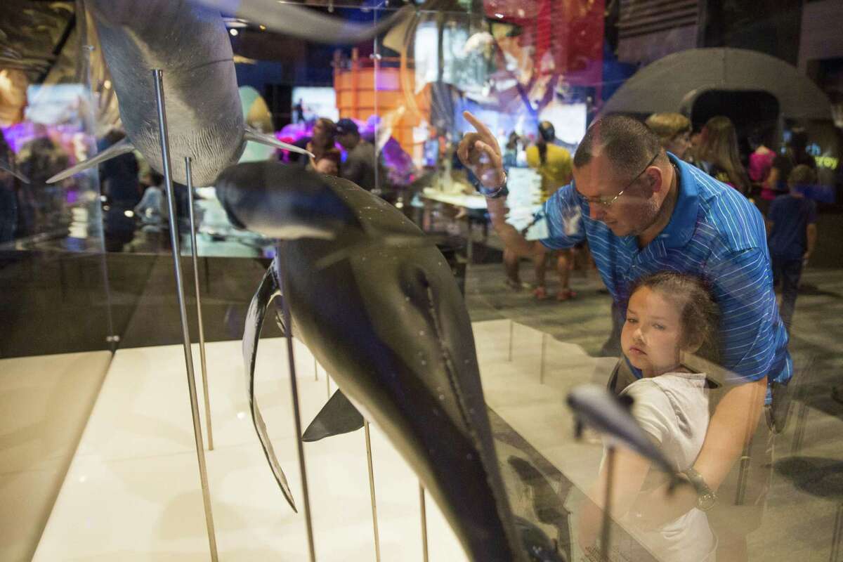 Aviva Flores, 5, and Roland Flores look at scaled models of whales during the opening of "Whales: Giants of the Deep" at the Witte Museum in San Antonio, Texas on May 27, 2017.