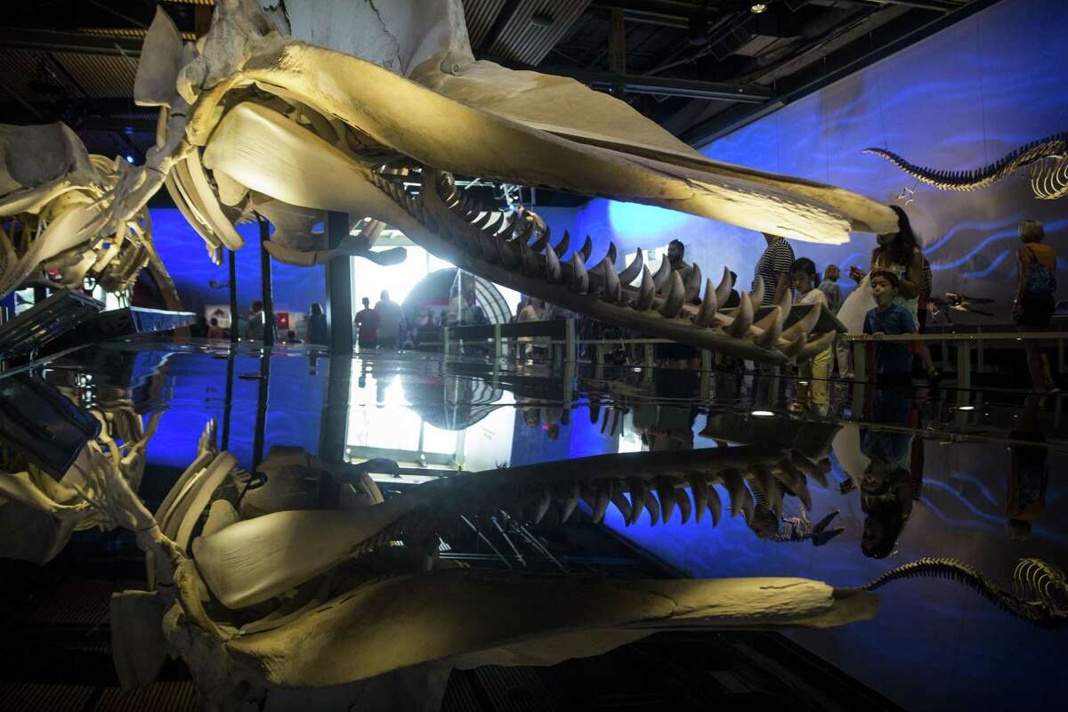 The Witte Museum will host another Cocktails & Culture event for adults 21 and older. This edition is a sequel to the whales-themed event held last month (the exhibit “Whales: Giants of the Deep” is on display through Monday). It will feature free beer and cocktails, with food available for purchase. 6:30-8:30 p.m., Witte Museum, 3801 Broadway. $15, wittemuseum.org -- Polly Anna Rocha