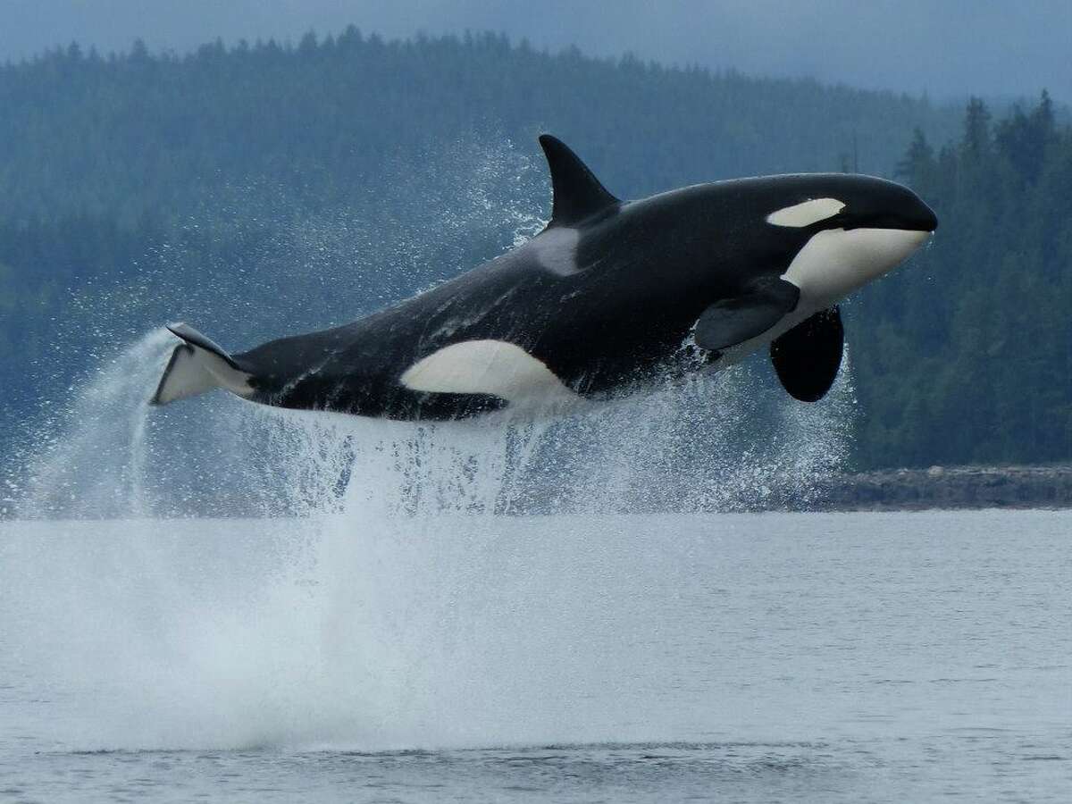 Southern resident killer whale facts