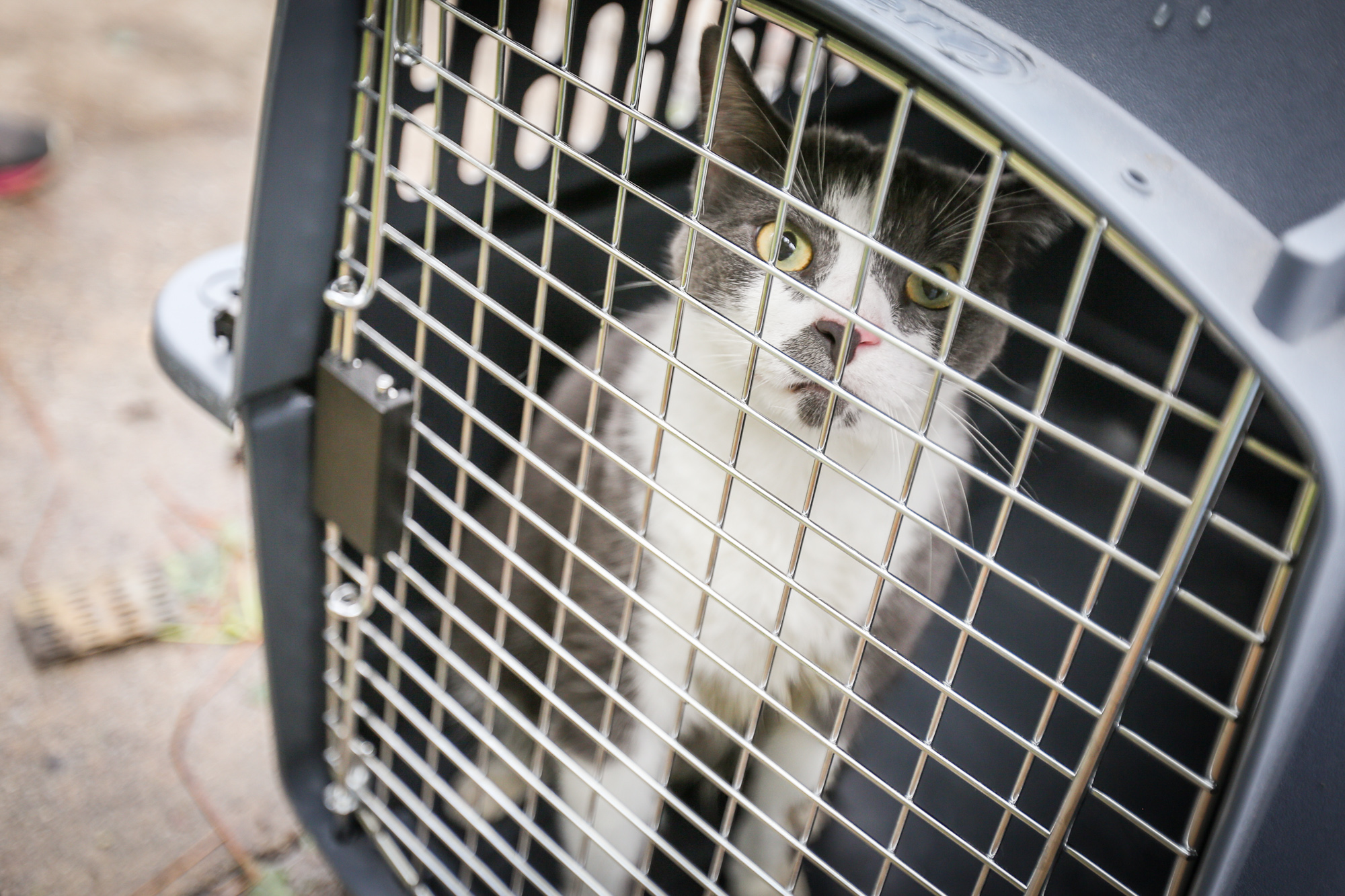 Cat named Smokey rescued after fire tears through Woodlands apartments