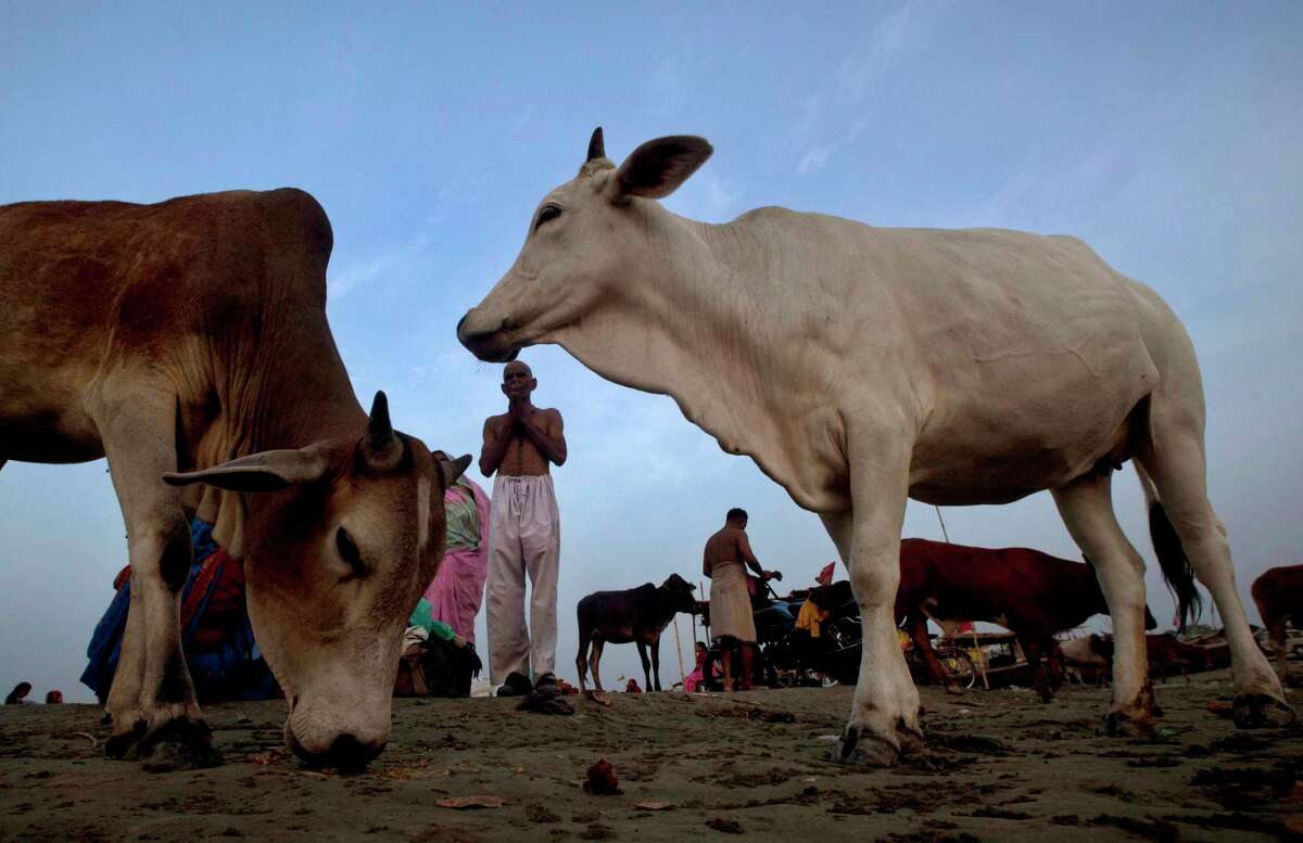 FILE - In this Sunday, July 1, 2012, file photo, cows which are considered holy by Hindus stray around as a Hindu devotee, center, offers prayers to the Sun after bathing at Sangam in Allahabad, India. The Indian government has banned the sale of cows and buffaloes for slaughter in a move to protect animals considered holy by many Hindus. State governments and industry bodies have criticized the ban as a blow to beef and leather exports that will also leave hundreds of thousands jobless and deprive millions of Christians, Muslims and poor Hindus of a cheap source of protein. (AP Photo/Rajesh Kumar Singh, File)