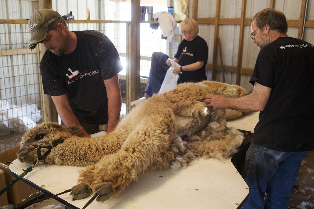 Mark and Barb Schick and their son Dan Schick, left, sheer an alpaca named Sophie while sheering alpacas for the summer at their barn in Auburn on Saturday.