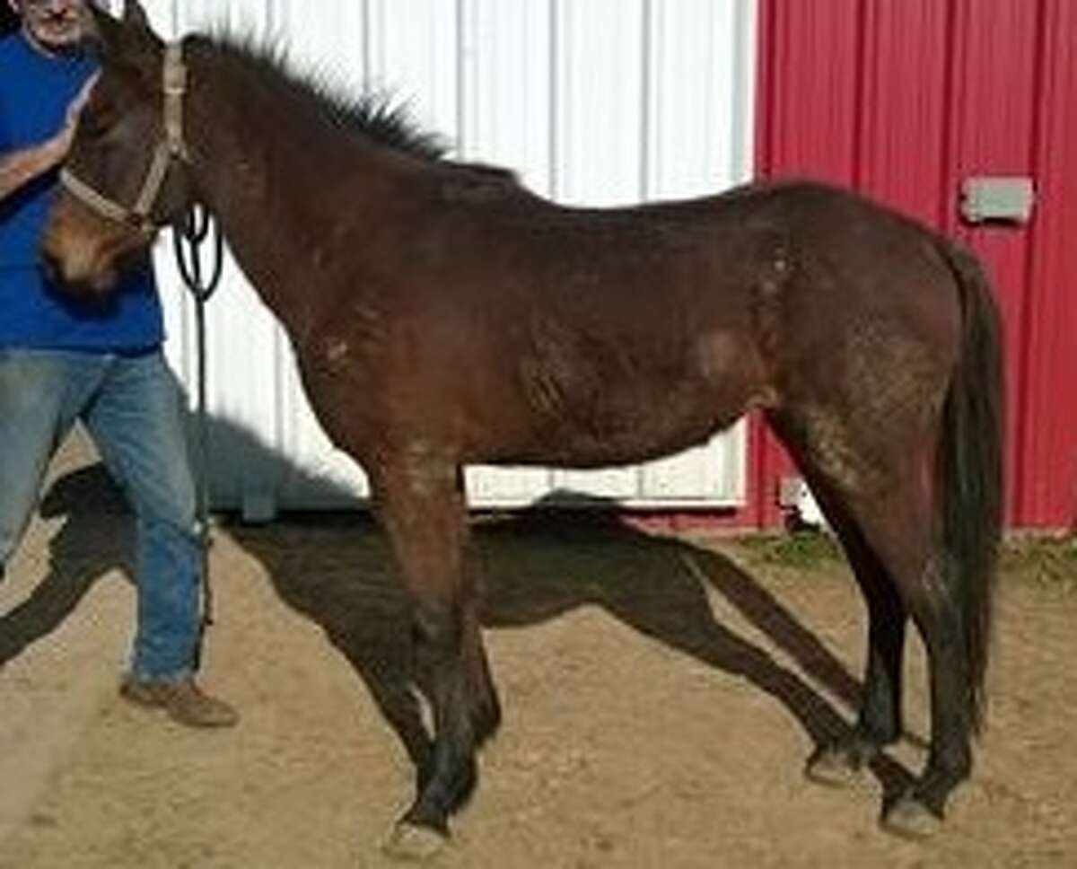 Habitat for Horses is searching for a pony that is suspected to have been stolen from a La Marque property. 