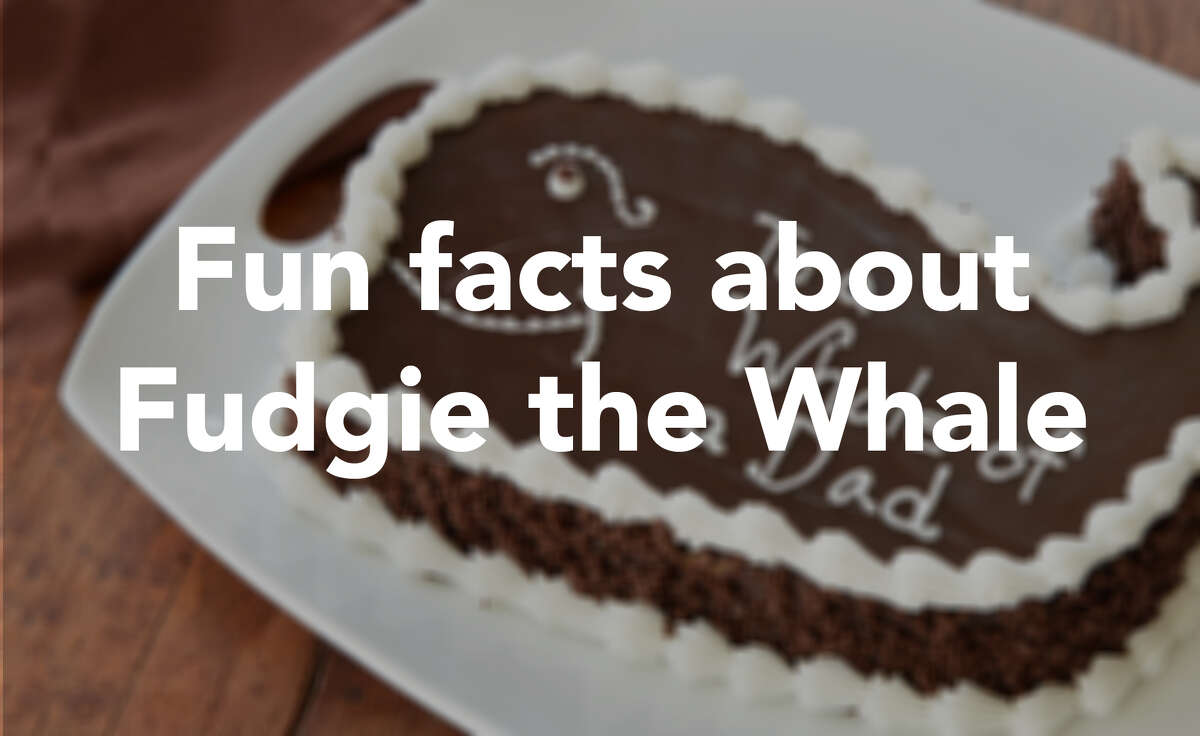 fudgie the whale t shirt