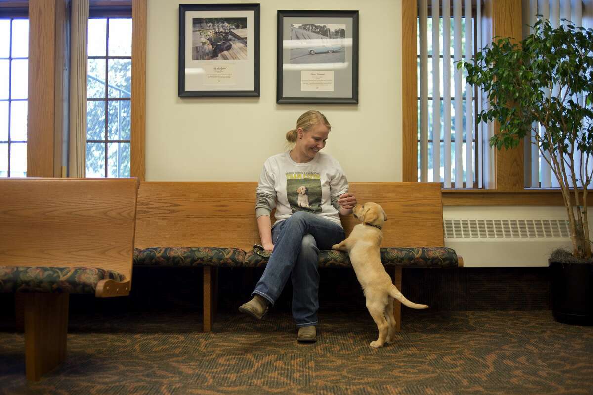 Midland County Probate Court employee Katy Mishler, left, plays with the courthouse's new therapy dog, Clyde, a 8-week-old Labrador Tuesday morning. Judge Dorene S. Allen adopted Clyde to have him help children and adults when they attend court. "It's been proven to help relax people and lower their blood pressure," Judge Allen said.
