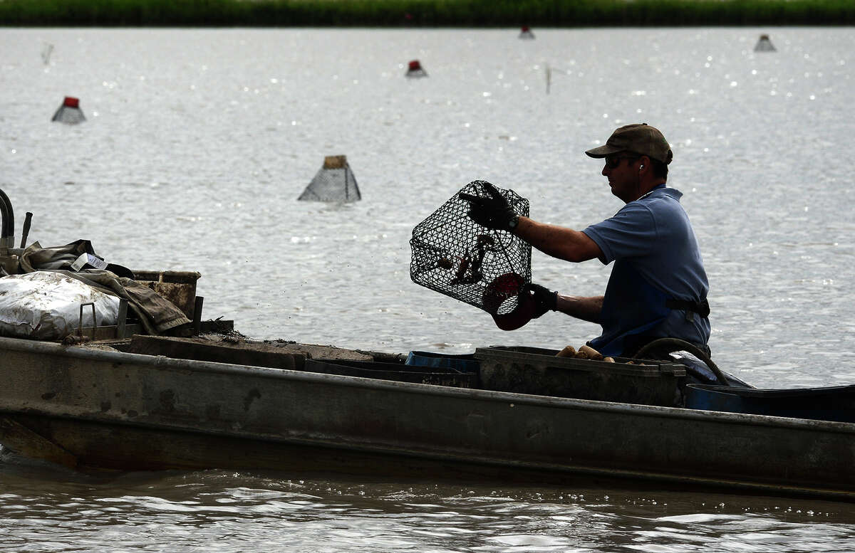 Alan Gaulding empties crawfish traps at his family's crawfish farm near Winnie on Wednesday. This crawfish season looks to close early due to a lack of freezing temperatures this winter. Photo taken Wednesday, May 31, 2017 Guiseppe Barranco/The Enterprise