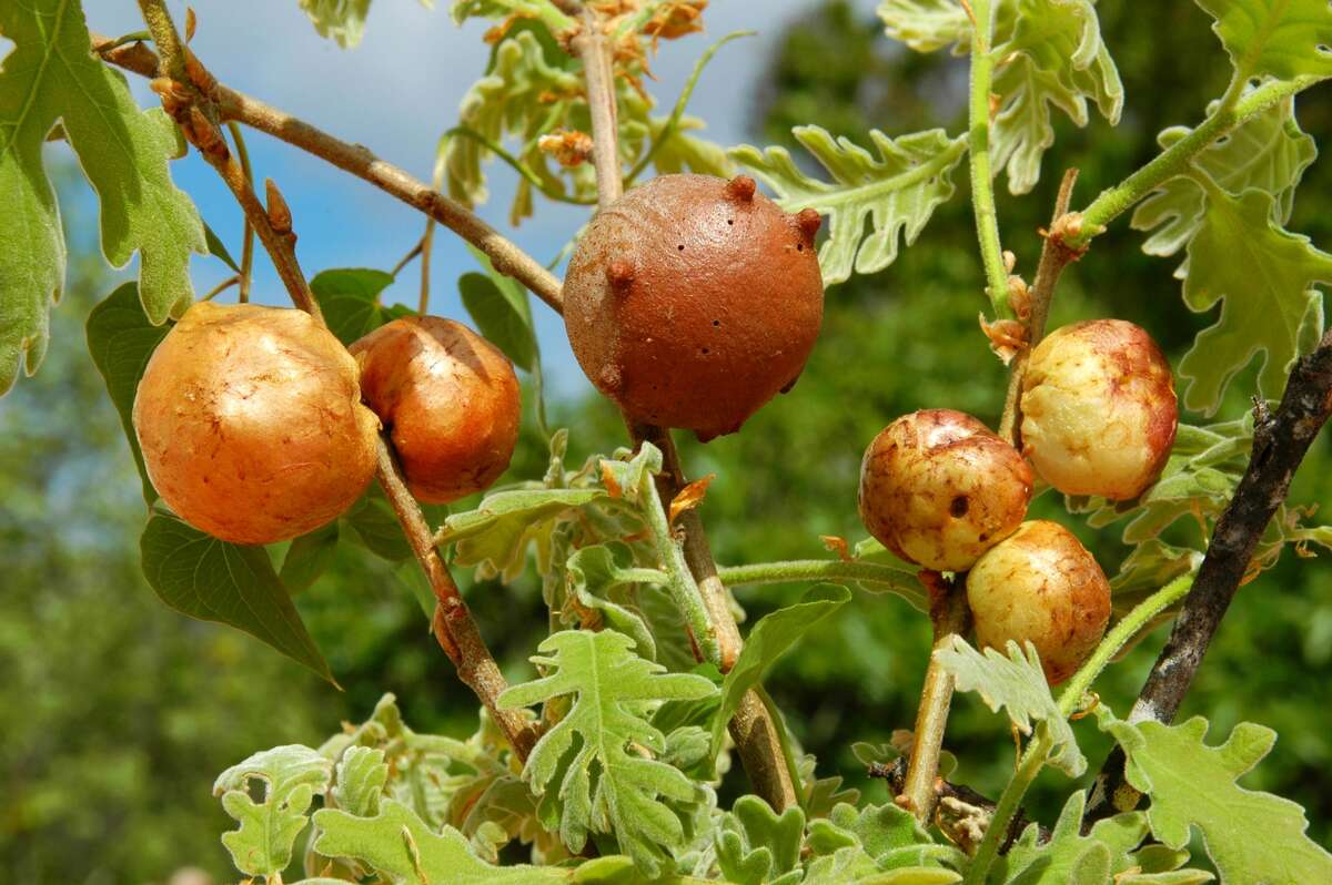 Galls on an Oaktree, Wasp Galls