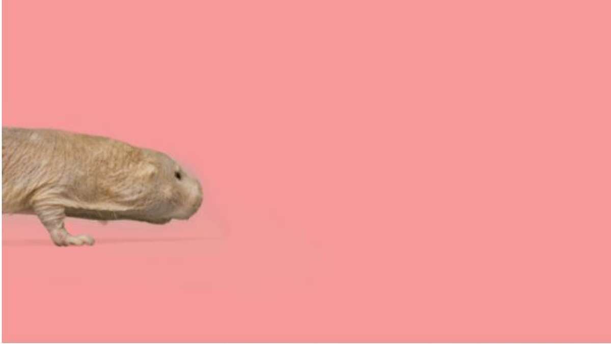 Odd Canadian campaign uses naked mole rat to combat 