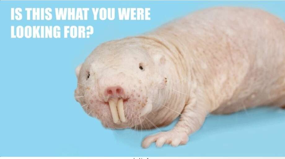 Canadian Centre for Child Protection uses naked mole rat 