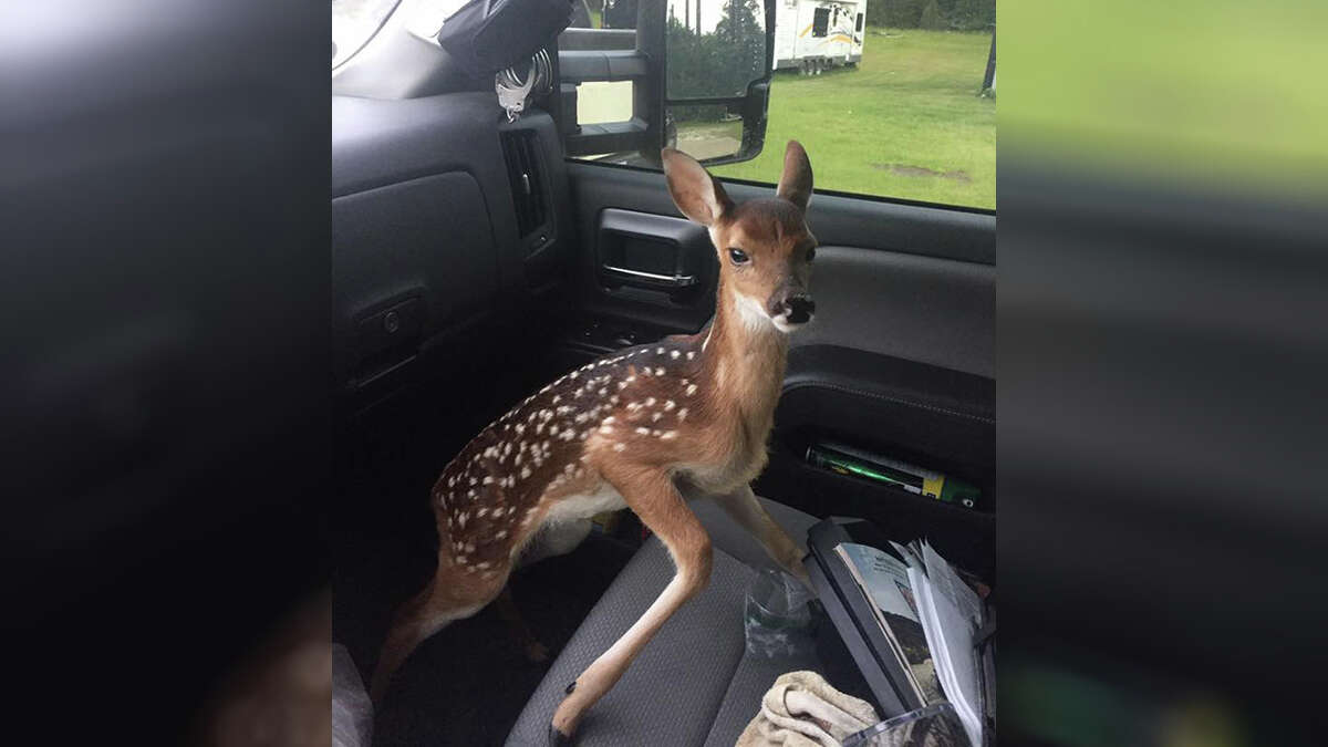 Game Warden warns Texans from 'saving' deer Game Warden warns Texans from 'saving' deer