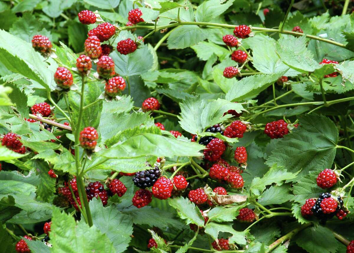 Time to cut back your blackberry bushes