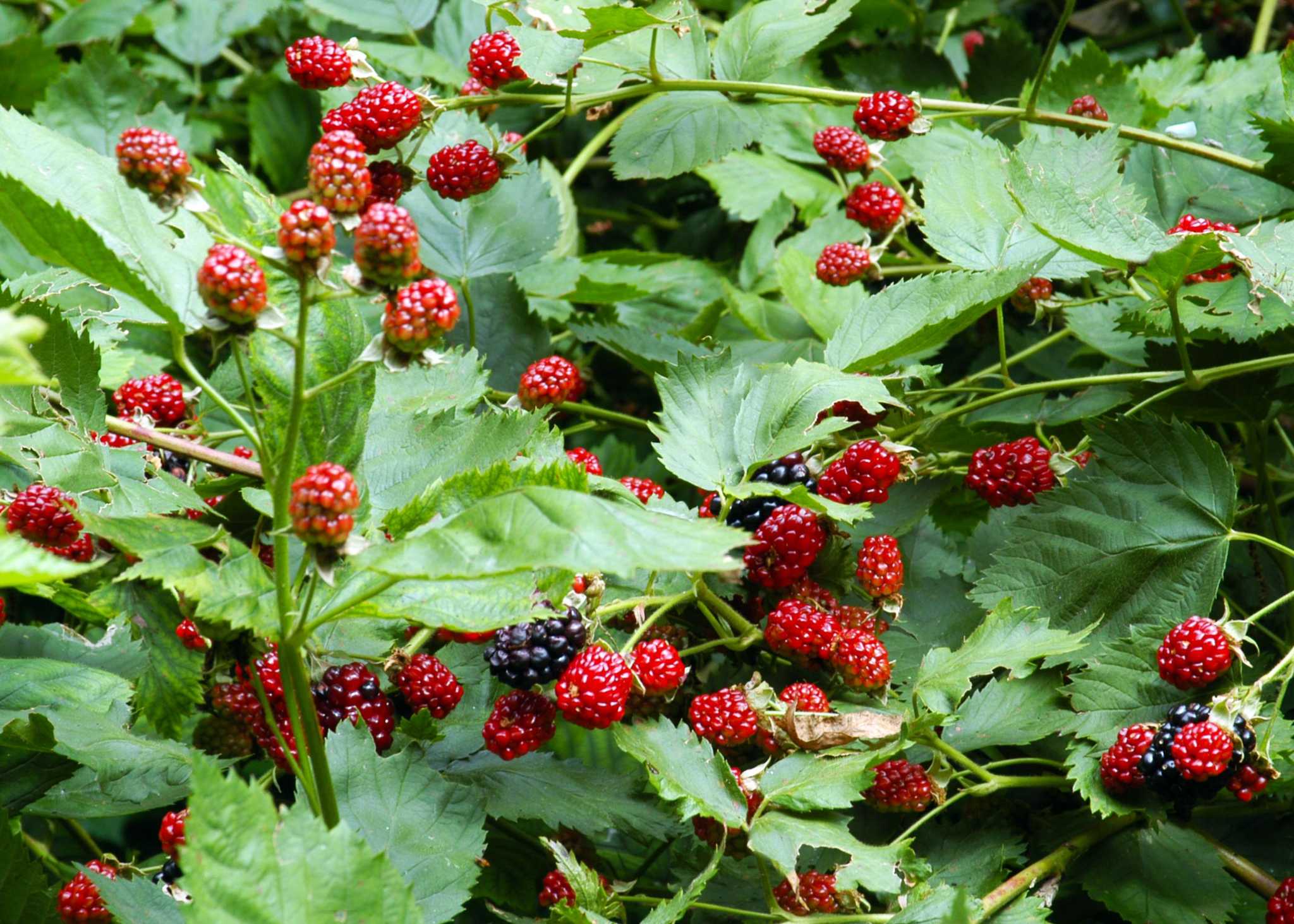 Time to cut back your blackberry bushes