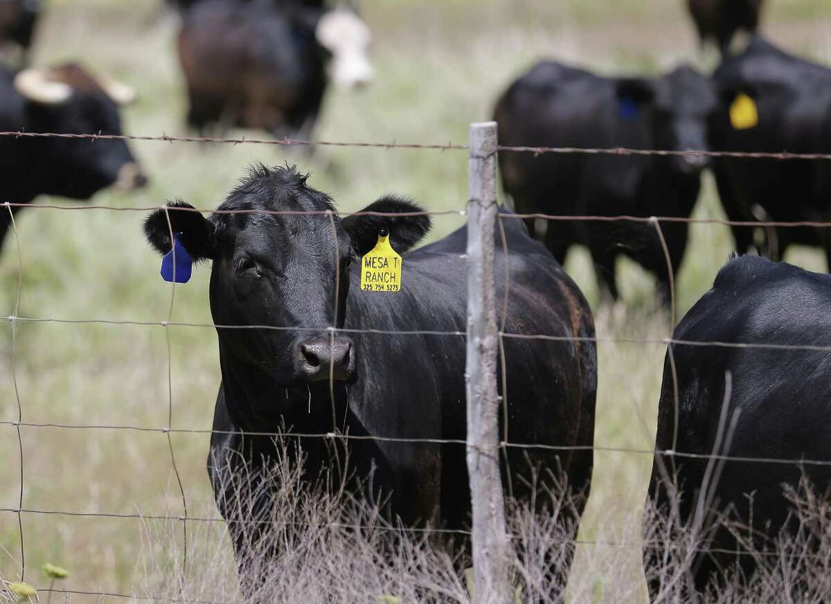 Texas Power Brokers Southwestern Cattle Raisers Association President