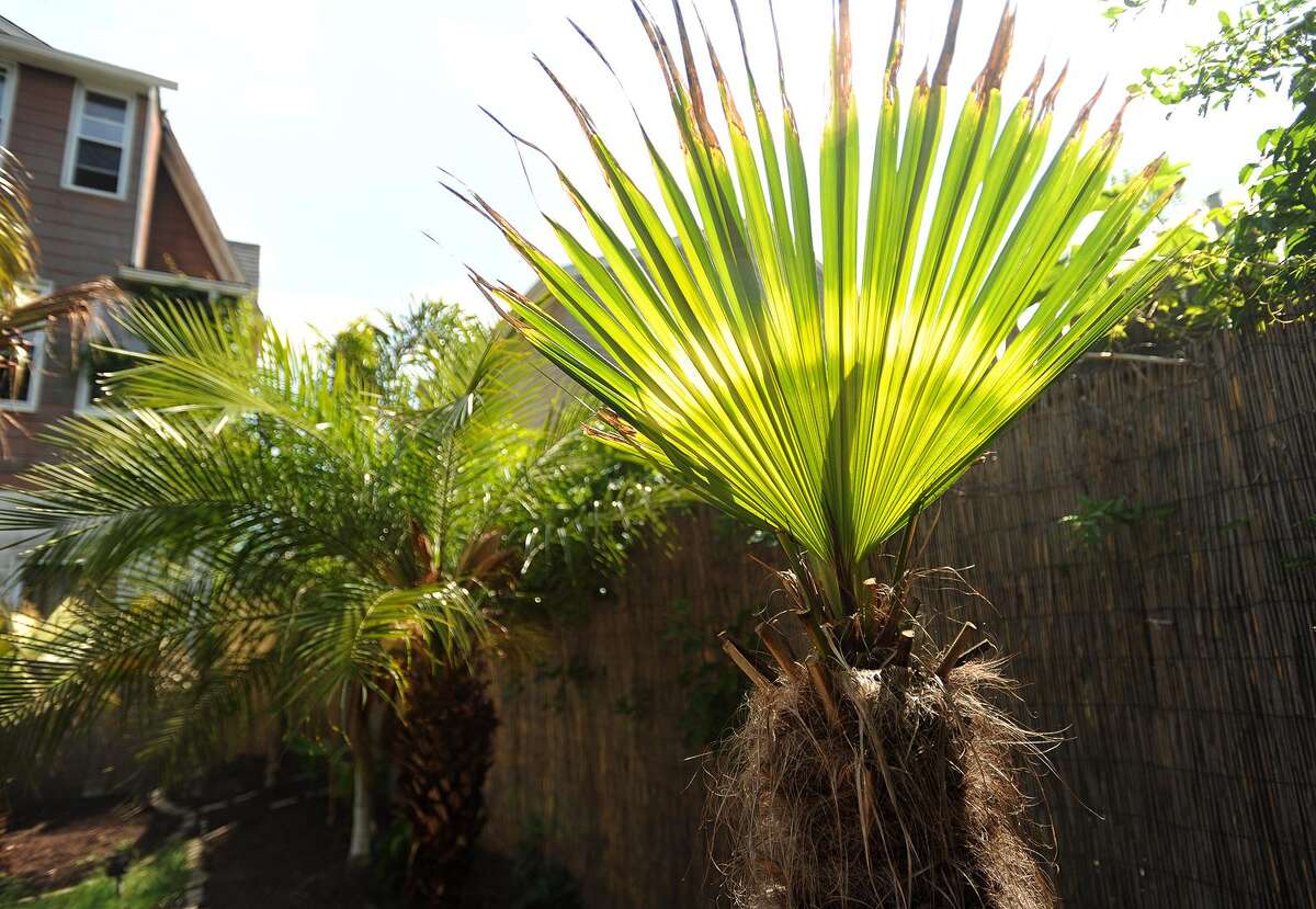 Fairfield man brings palm trees to Connecticut
