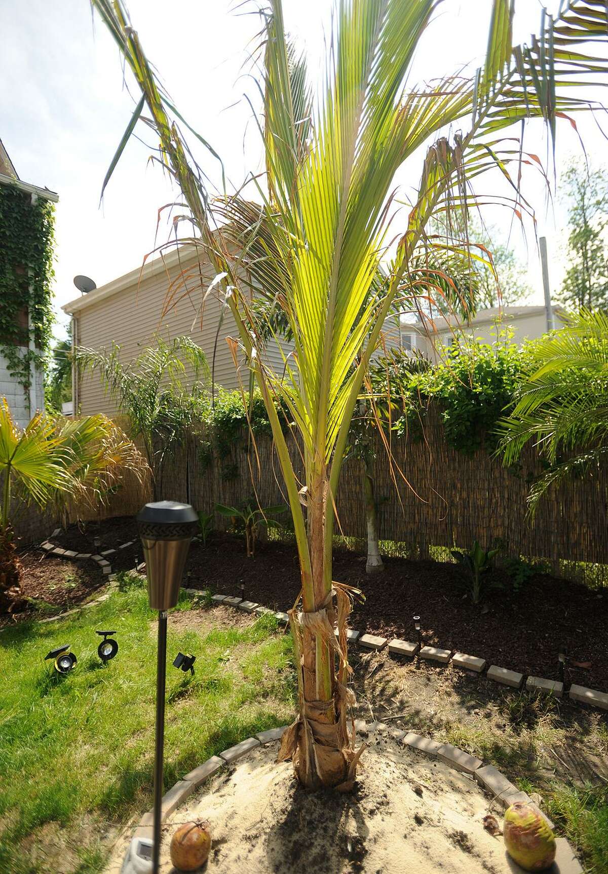 Fairfield man brings palm trees to Connecticut