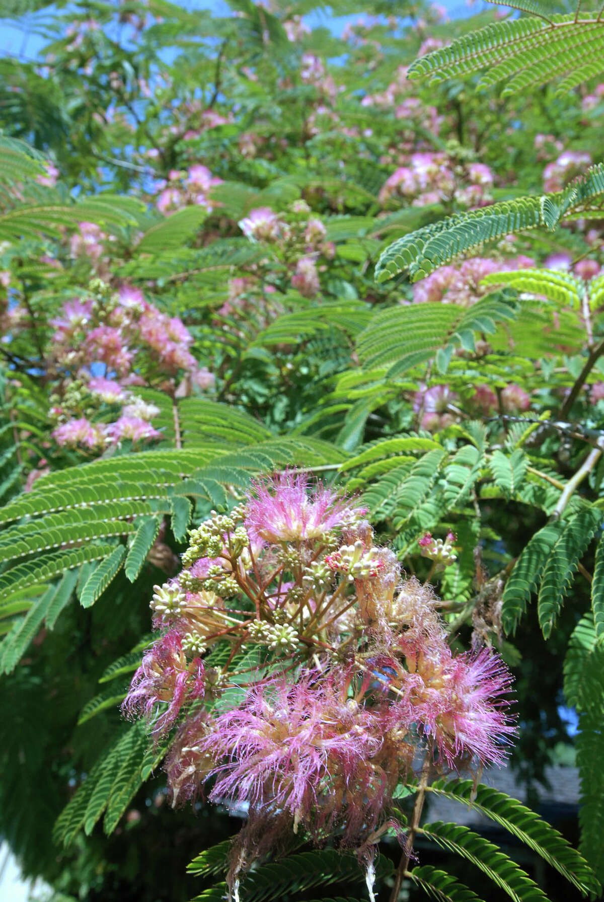 The pink, puffy blooms of the mimosa tree make it easily recognizable.﻿