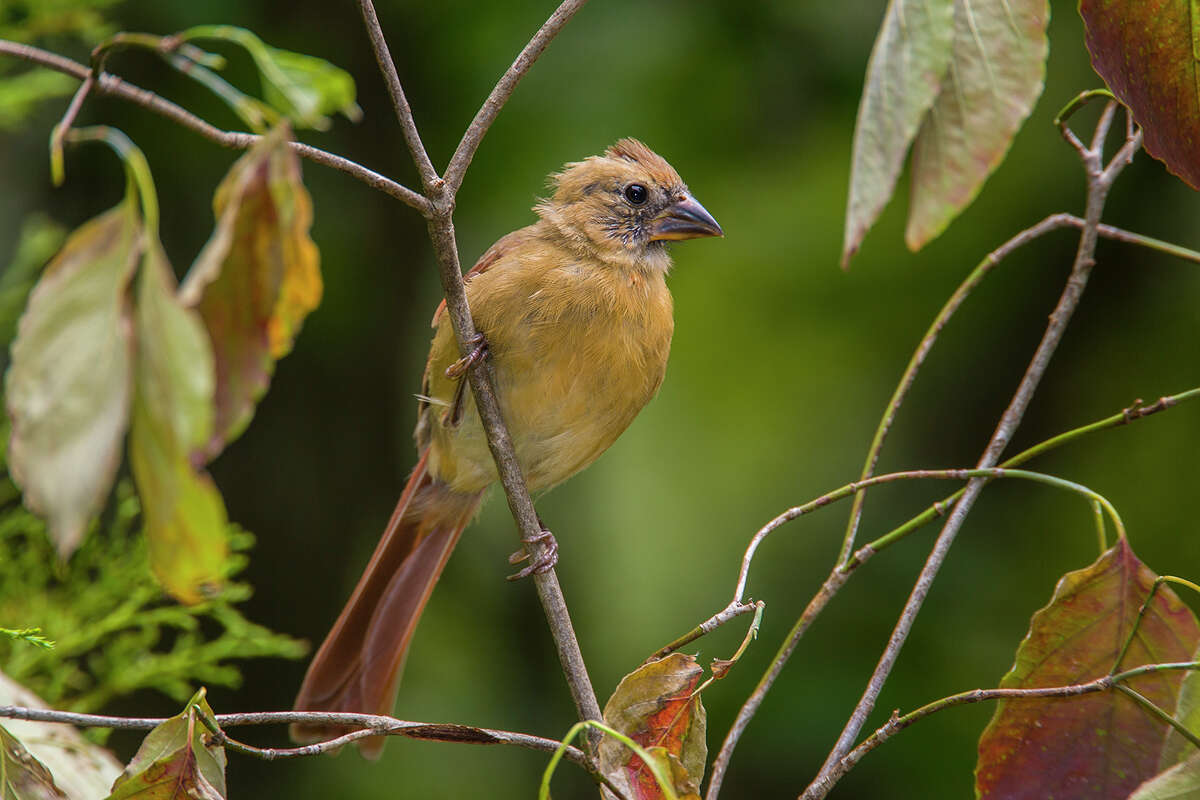 Altricial chicks, like this northern cardinal, hatch with eyes closed and skin bare.﻿